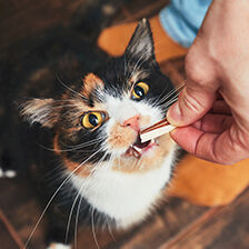 hand feeding treat to cat